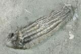 Two Fossil Crinoids (Lanecrinus And Halysiocrinus) - Indiana #132801-1